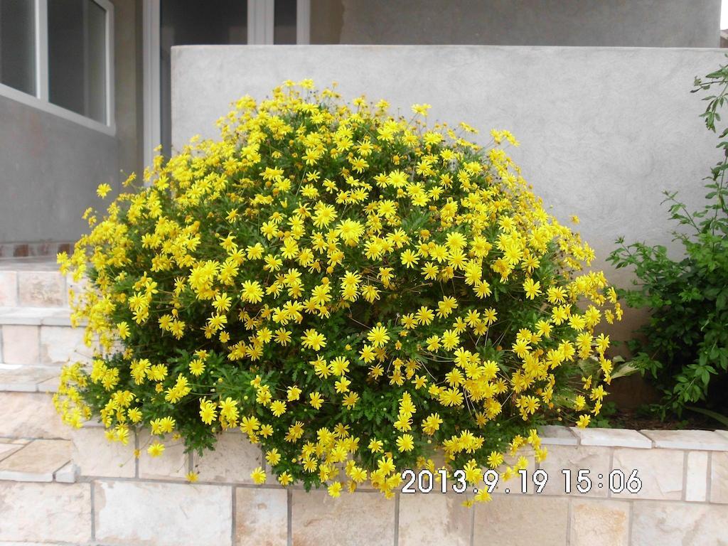 טיווט Apartments Samardzic מראה חיצוני תמונה